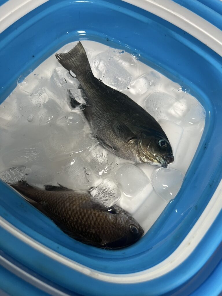 釣りの写真