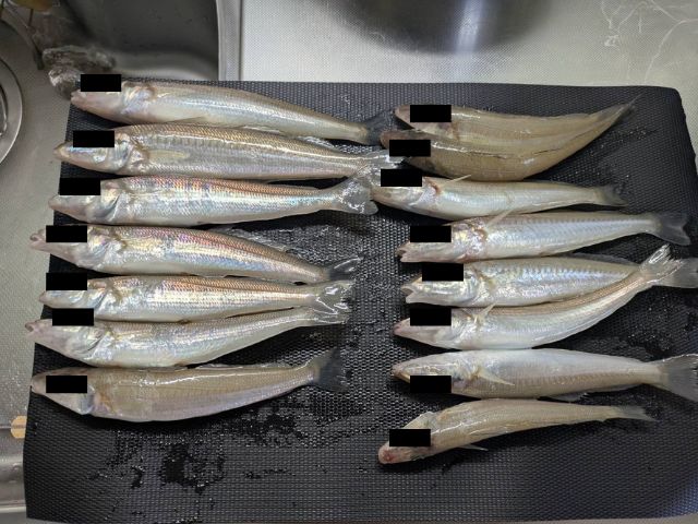 キス釣り